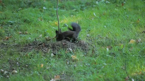 Squirrel Looking, Eating, Running, Searching for Winter Season in Autumn Day 스톡 동영상 9580133