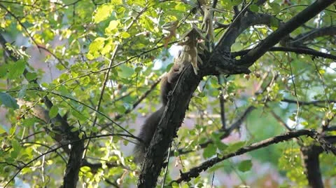 Squirrel Looking, Eating, Running, Searching for Winter Season in Autumn Day Stock Footage 9580598
