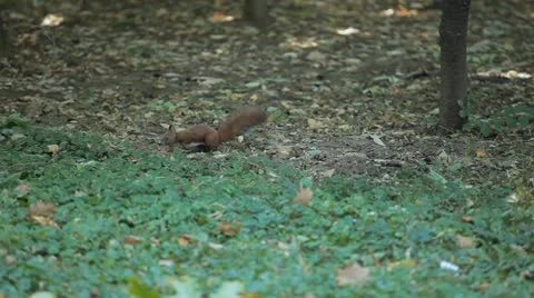 Squirrel Looking, Eating, Running, Searching for Winter Season in Autumn Day 스톡 동영상 9582880