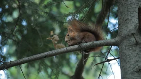 Squirrel Looking, Eating, Running, Searching for Winter Season in Autumn Day Video stock 9583177