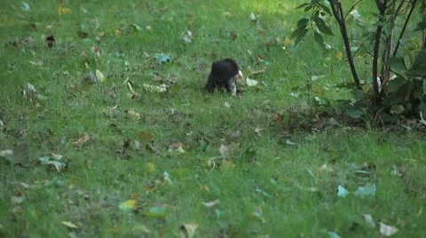 Squirrel Looking, Eating, Running, Searching for Winter Season in Autumn Day Stock-Footage 9583627