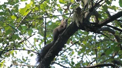 Squirrel Looking, Eating, Running, Searching for Winter Season in Autumn Day 스톡 동영상 9584074