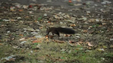 Squirrel Looking, Eating, Running, Searching for Winter Season in Autumn Day Vídeos de archivo 9585610