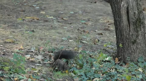 Squirrel Looking, Eating, Running, Searching for Winter Season in Autumn Day Vídeos de archivo 9586477