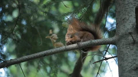 Squirrel Looking, Eating, Running, Searching for Winter Season in Autumn Day 스톡 동영상 9586731