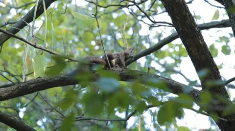 Squirrel Looking, Eating, Running, Searching for Winter Season in Autumn Day Stock Footage 9587477