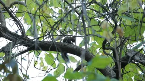 Squirrel Looking, Eating, Running, Searching for Winter Season in Autumn Day 스톡 동영상 9587979