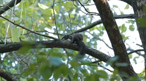 Squirrel Looking, Eating, Running, Searching for Winter Season in Autumn Day Stock Footage 9589116