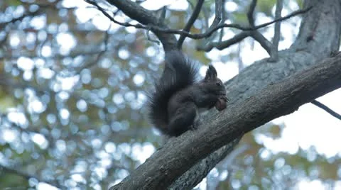 Squirrel Looking, Eating, Running, Searching for Winter Season in Autumn Day Video stock 9589609