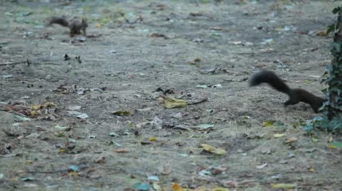Squirrel Looking, Eating, Running, Searching for Winter Season in Autumn Day 스톡 동영상 9590489