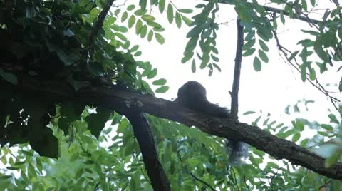 Squirrel Looking, Eating, Running, Searching for Winter Season in Autumn Day Stock-Footage 9591164