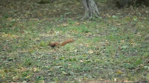 Squirrel Looking, Eating, Running, Searching for Winter Season in Autumn Day Stock Footage 9591990