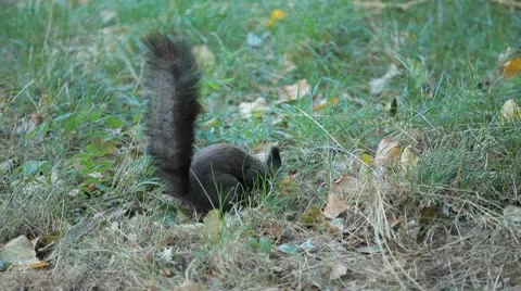 Squirrel Looking, Eating, Running, Searching for Winter Season in Autumn Day Video stock 9593803