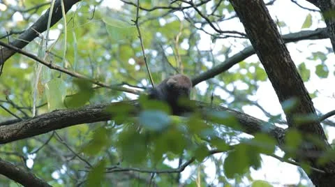 Squirrel Looking, Eating, Running, Searching for Winter Season in Autumn Day 스톡 동영상 9594260