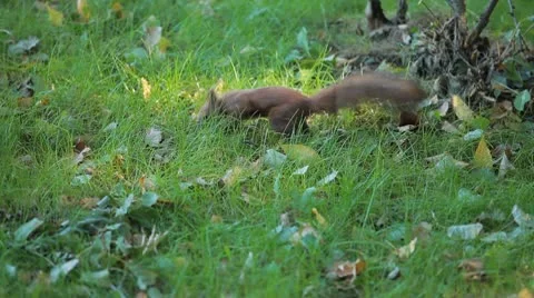 Squirrel Looking, Eating, Running, Searching for Winter Season in Autumn Day Stock Footage 9594463