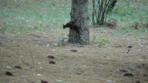 Squirrel Looking, Eating, Running, Searching for Winter Season in Autumn Day 스톡 동영상 9595530