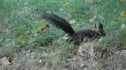 Squirrel Looking, Eating, Running, Searching for Winter Season in Autumn Day Vídeos de archivo 9596225