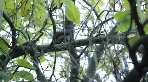Squirrel Looking, Eating, Running, Searching for Winter Season in Autumn Day Stock Footage 9596973