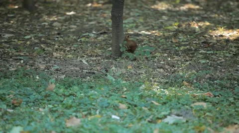 Squirrel Looking, Eating, Running, Searching for Winter Season in Autumn Day Stock-Footage 9597123