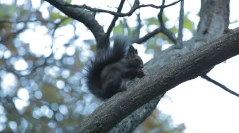 Squirrel Looking, Eating, Running, Searching for Winter Season in Autumn Day Stock Footage 9597364
