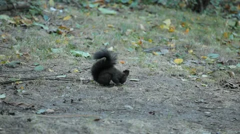 Squirrel Looking, Eating, Running, Searching for Winter Season in Autumn Day Stock-Footage 9598789