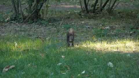 Squirrel Looking, Eating, Running, Searching for Winter Season in Autumn Day Vídeos de archivo 9599624