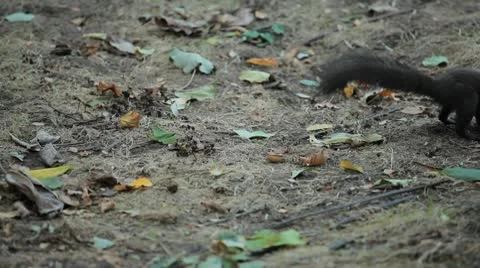 Squirrel Looking, Eating, Running, Searching for Winter Season in Autumn Day Stock-Footage 9602141