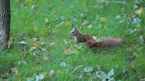 Squirrel Looking, Eating, Running, Searching for Winter Season in Autumn Day 스톡 동영상 9605000