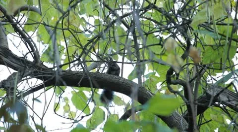 Squirrel Looking, Eating, Running, Searching for Winter Season in Autumn Day Stock Footage 9605695