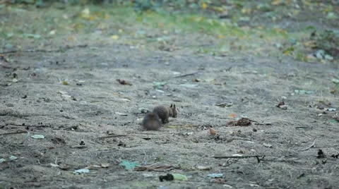 Squirrel Looking, Eating, Running, Searching for Winter Season in Autumn Day Stock Footage 12547849