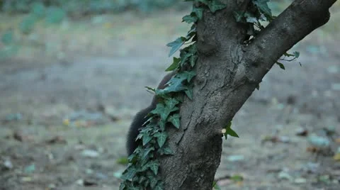 Squirrel Looking, Eating, Running, Searching for Winter Season in Autumn Day Stock Footage 12547850