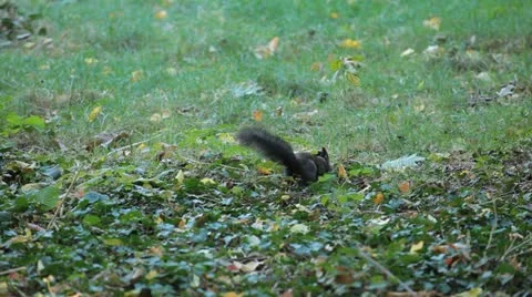 Squirrel Looking, Eating, Running, Searching for Winter Season in Autumn Day Stock Footage 12547863