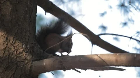 Squirrel Looking, Eating, Running, Searching for Winter Season in Autumn Day Stock Footage 12547978