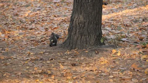 Squirrel Looking, Eating, Running, Searching for Winter Season in Autumn Day Stock Footage 12548007