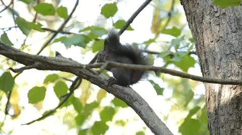 Squirrel Looking, Eating, Running, Searching for Winter Season in Autumn Day Stock Footage 12548043