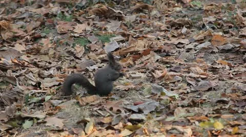 Squirrel Looking, Eating, Running, Searching for Winter Season in Autumn Day Stock Footage 12548123