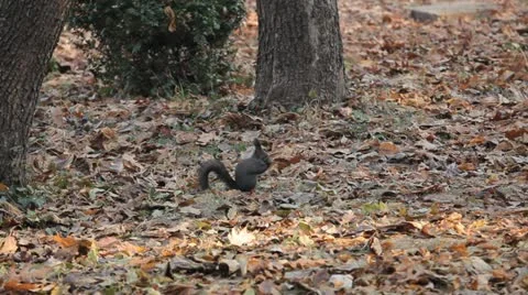 Squirrel Looking, Eating, Running, Searching for Winter Season in Autumn Day Stock Footage 12548131