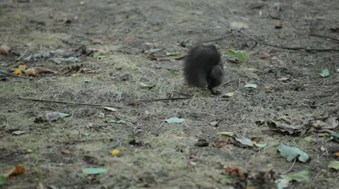 Squirrel Looking, Eating, Running, Searching for Winter Season in Autumn Day Stock Footage 12548135