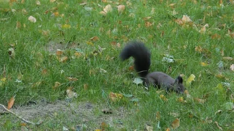 Squirrel Looking, Eating, Running, Searching for Winter Season in Autumn Day Stock Footage 12548154