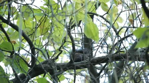 Squirrel Looking, Eating, Running, Searching for Winter Season in Autumn Day Stock Footage 12548221