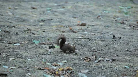 Squirrel Looking, Eating, Running, Searching for Winter Season in Autumn Day Stock Footage 12548232