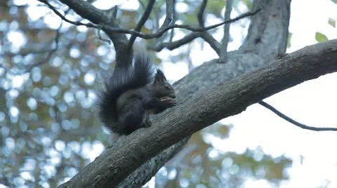Squirrel Looking, Eating, Running, Searching for Winter Season in Autumn Day Stock Footage 12548278