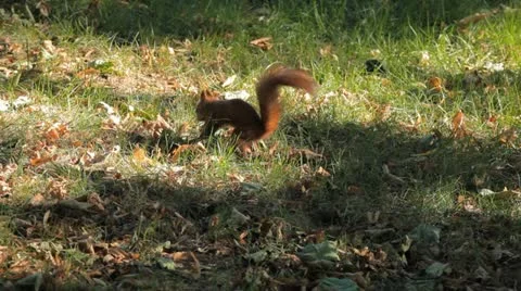 Squirrel Looking, Eating, Running, Searching for Winter Season in Autumn Day Stock Footage 12548342