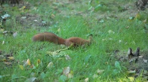 Squirrel Looking, Eating, Running, Searching for Winter Season in Autumn Day Stock Footage 12548366