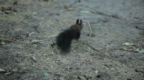 Squirrel Looking, Eating, Running, Searching for Winter Season in Autumn Day Stock Footage 12548411