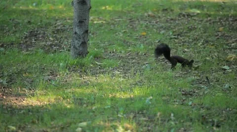 Squirrel Looking, Eating, Running, Searching for Winter Season in Autumn Day Stock Footage 12548445