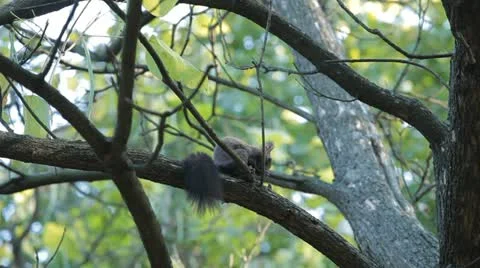 Squirrel Looking, Eating, Running, Searching for Winter Season in Autumn Day Stock Footage 12548490