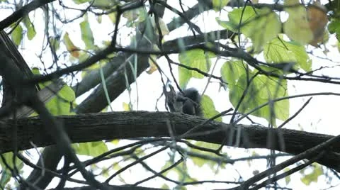 Squirrel Looking, Eating, Running, Searching for Winter Season in Autumn Day Video stock 12548543
