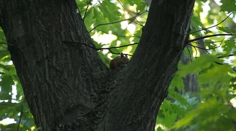 Squirrel Looking, Eating, Running, Searching for Winter Season in Autumn Day Stock Footage 12548551