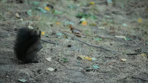 Squirrel Looking, Eating, Running, Searching for Winter Season in Autumn Day Stock Footage 12548588